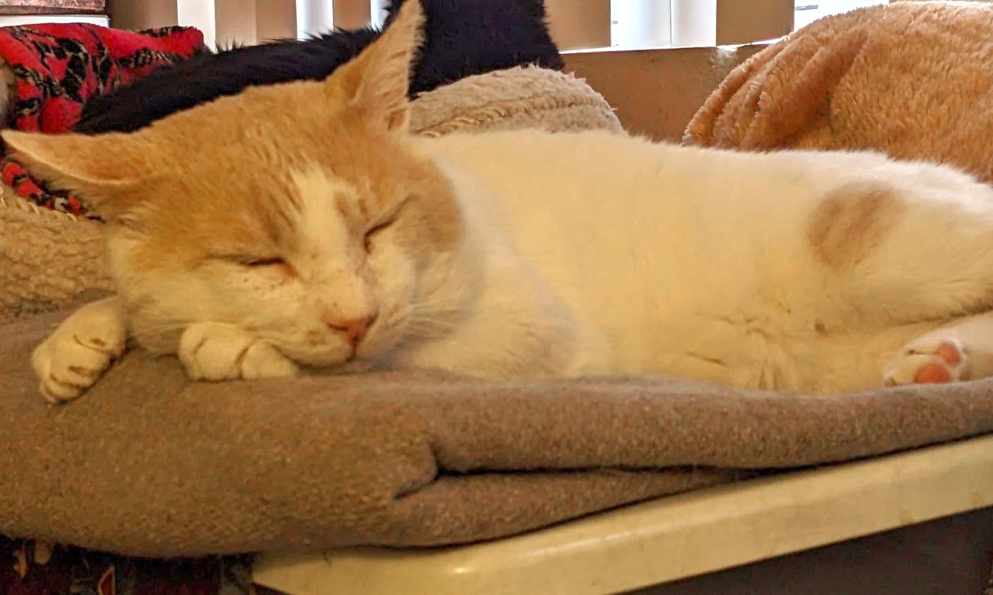 friendly Max FIV+, a Adoptable American Shorthair in Toluca Lake, CA image 1/3