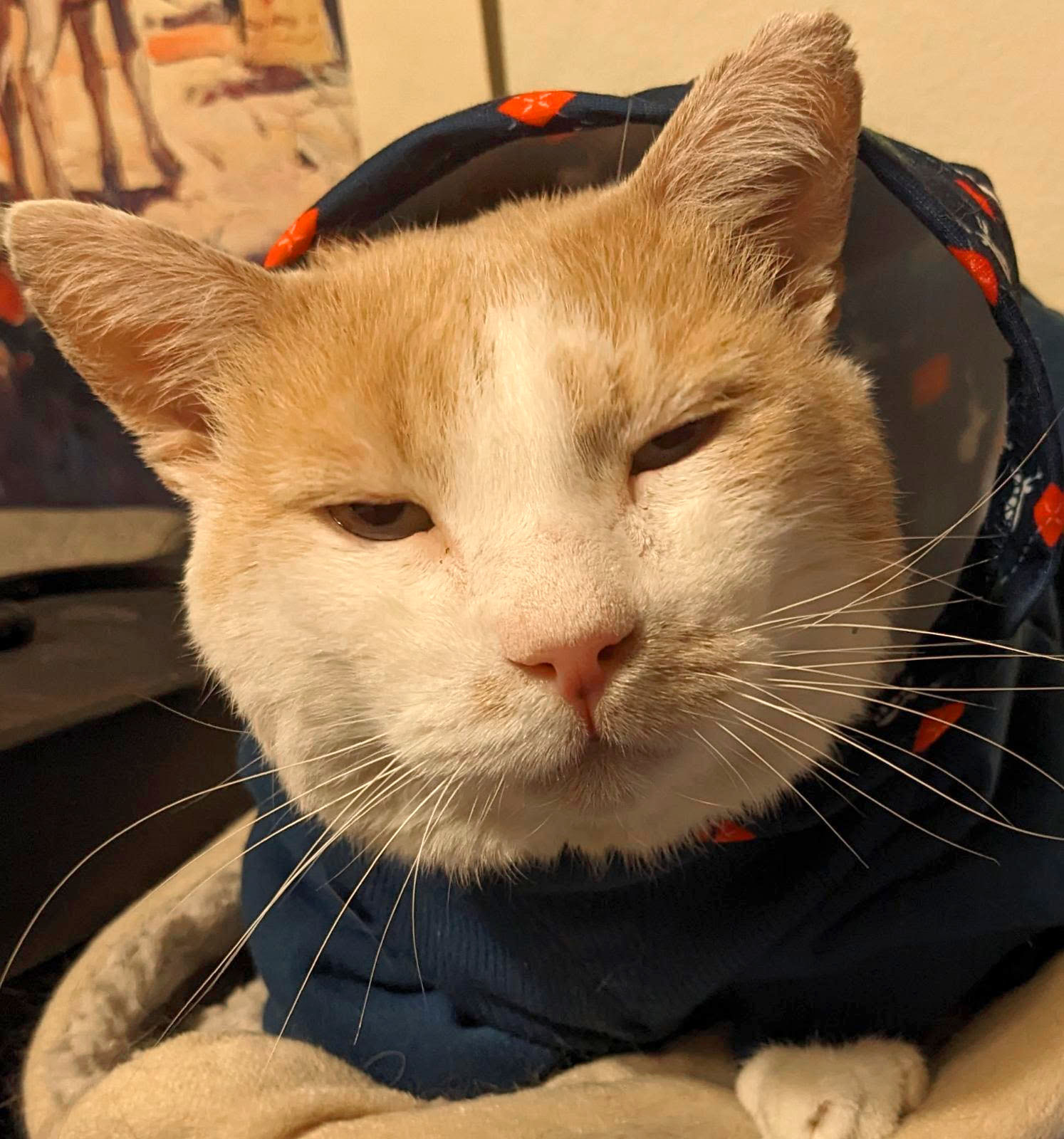 friendly Max FIV+, a Adoptable American Shorthair in Toluca Lake, CA image 3/3