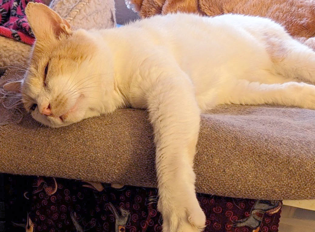 friendly Max FIV+, a Adoptable American Shorthair in Toluca Lake, CA image 2/3