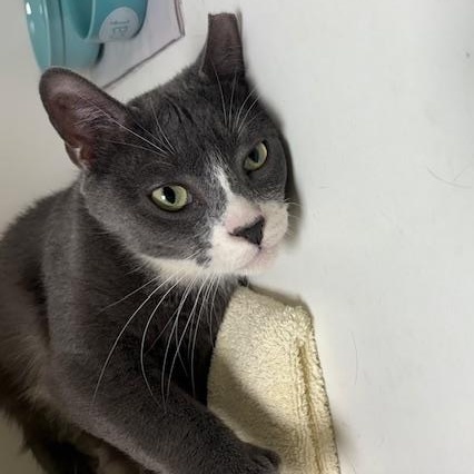 Enlarge Popple , a ADOPTABLE Domestic Short Hair in Norwalk, CT image 4/4