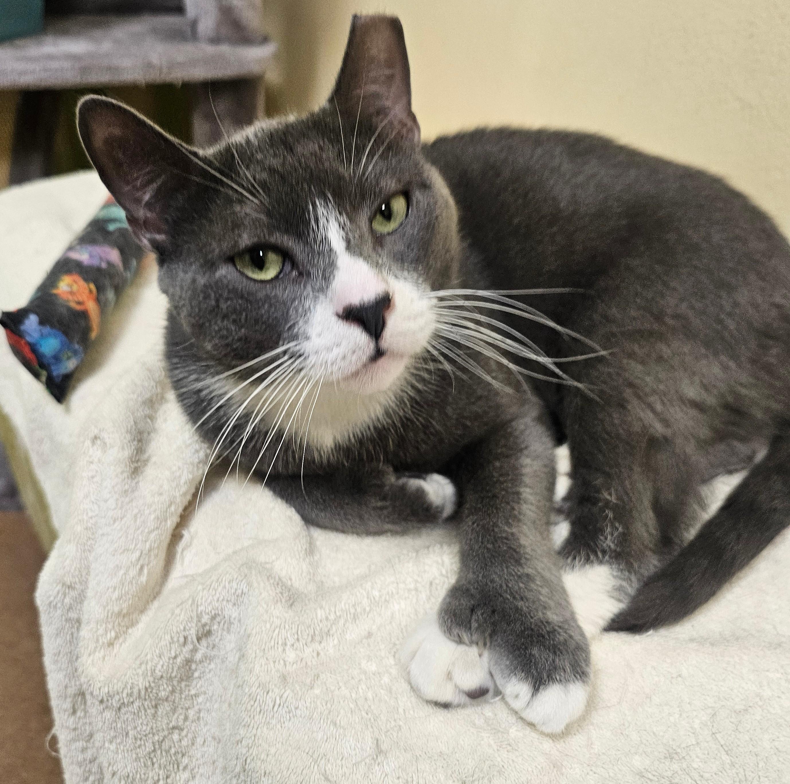 Enlarge Popple , a ADOPTABLE Domestic Short Hair in Norwalk, CT image 2/4