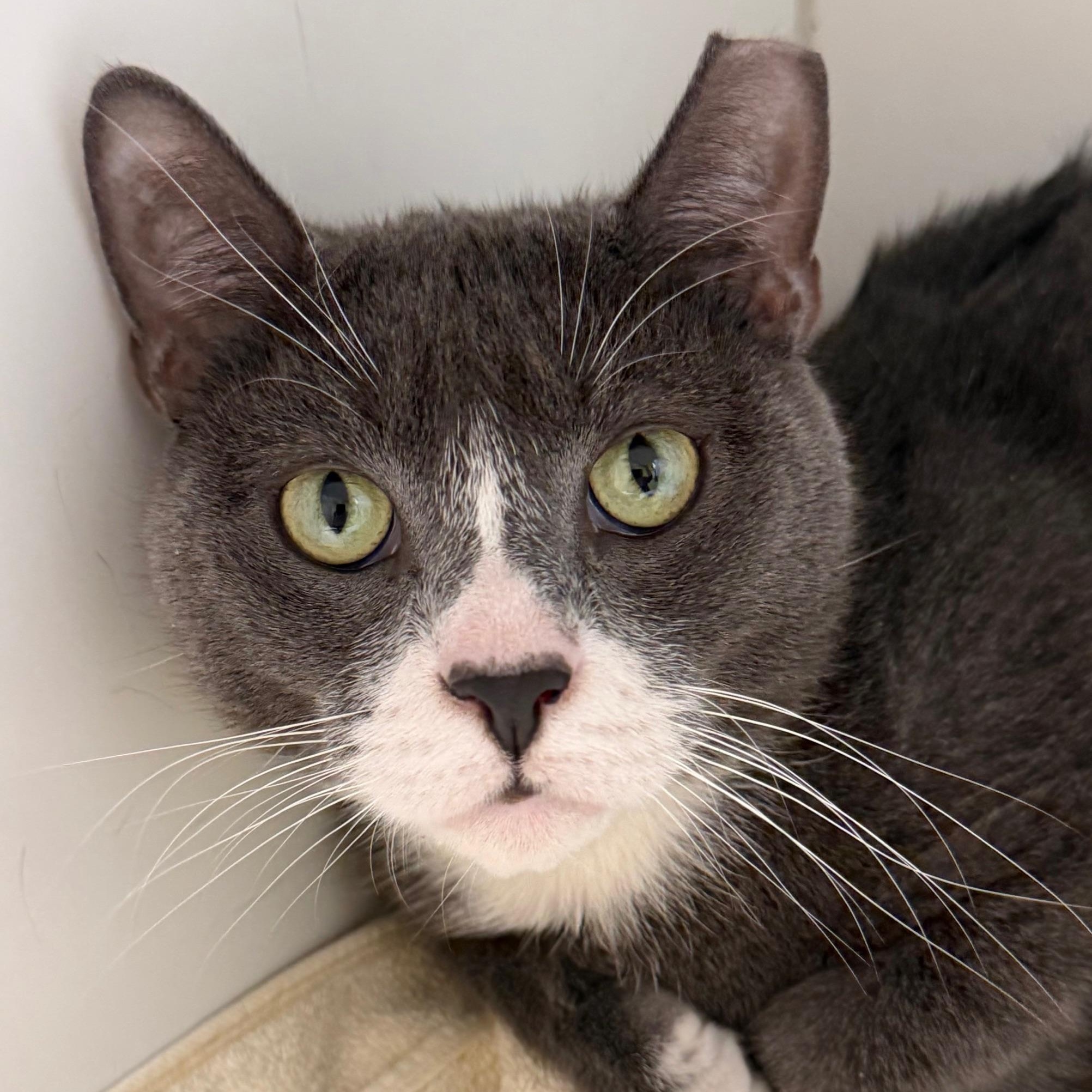 Popple , ADOPTABLE, Young Male Domestic Short Hair.