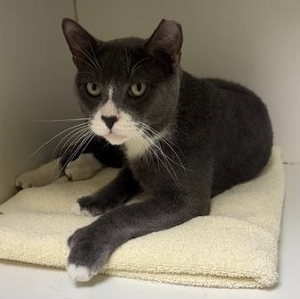Enlarge Popple , a ADOPTABLE Domestic Short Hair in Norwalk, CT image 3/4