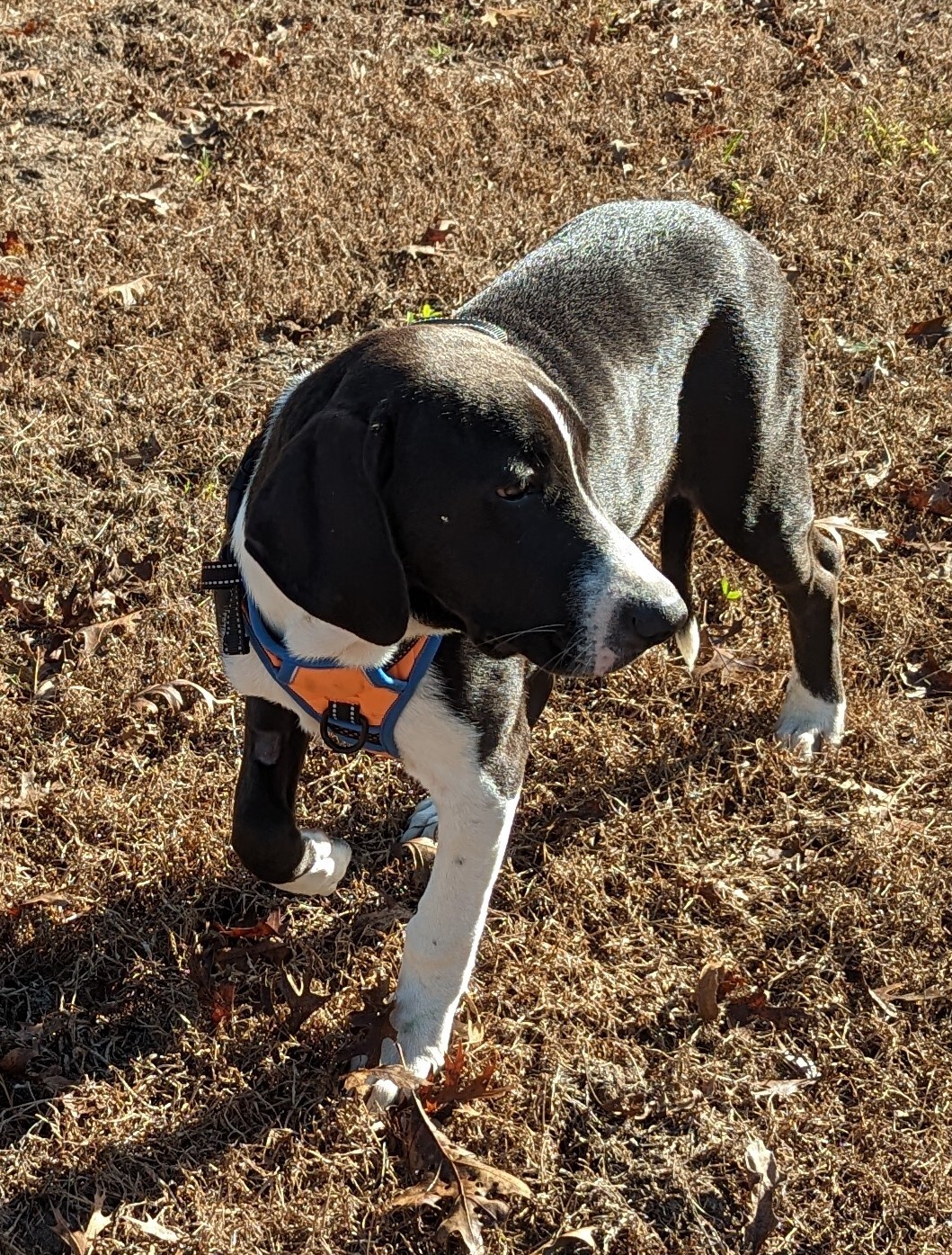 Jackson, Adoptable, Young Male Catahoula Leopard Dog & Hound.