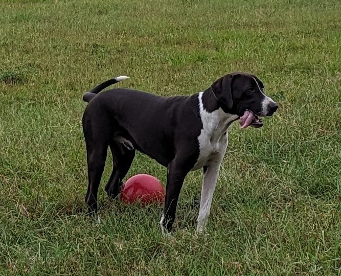 Jackson, a Adoptable mixed breed in Orange Lake, FL image 2/3