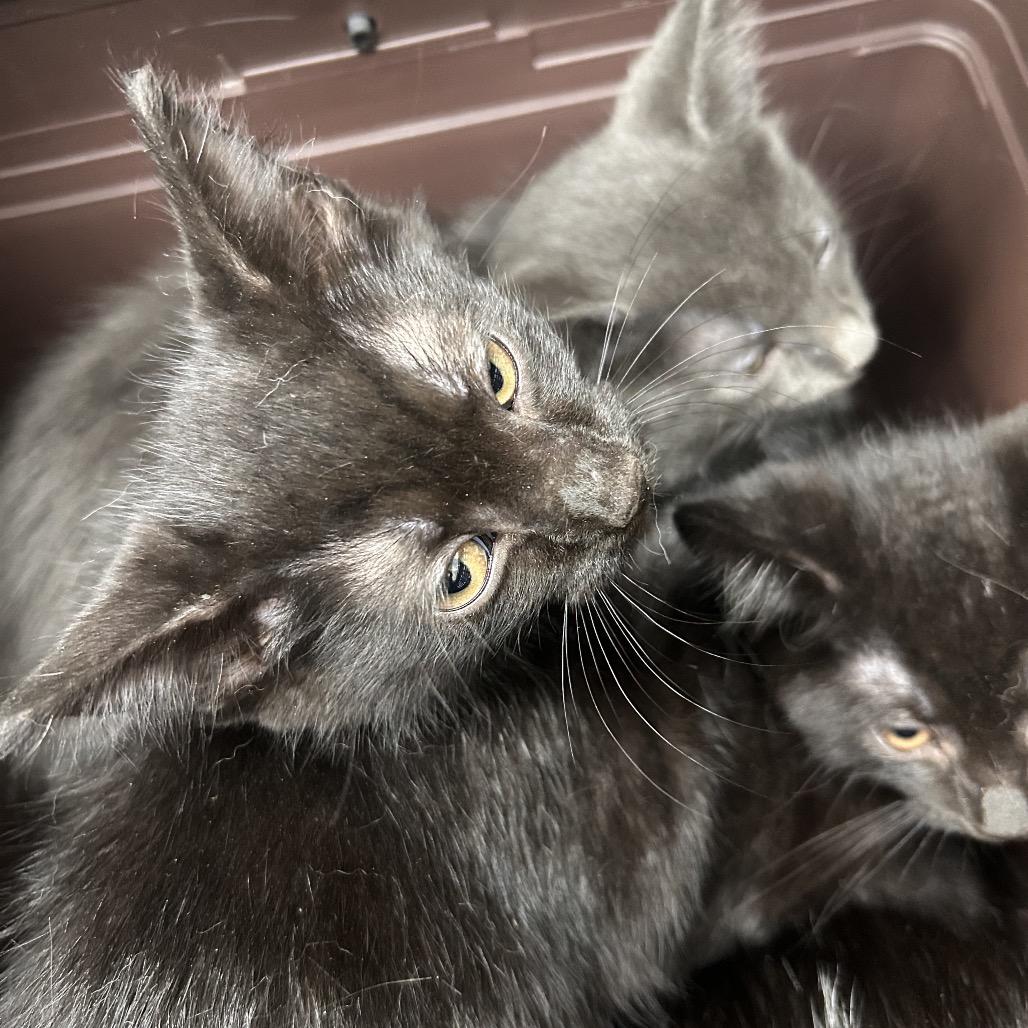 Mesa, Adoptable, Kitten Female Domestic Short Hair.