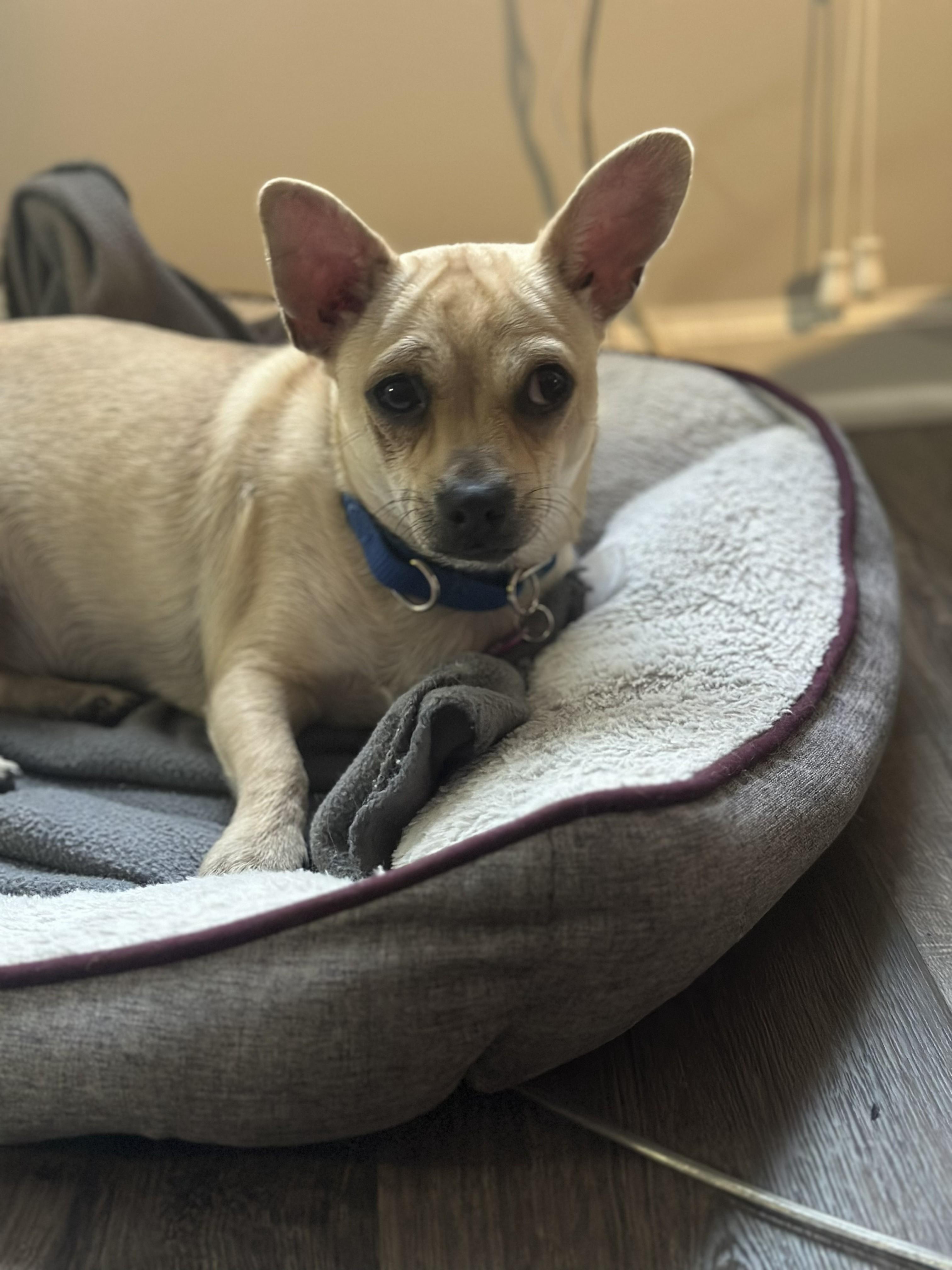 Boom, Adoptable, Young Male Chihuahua & Dachshund.