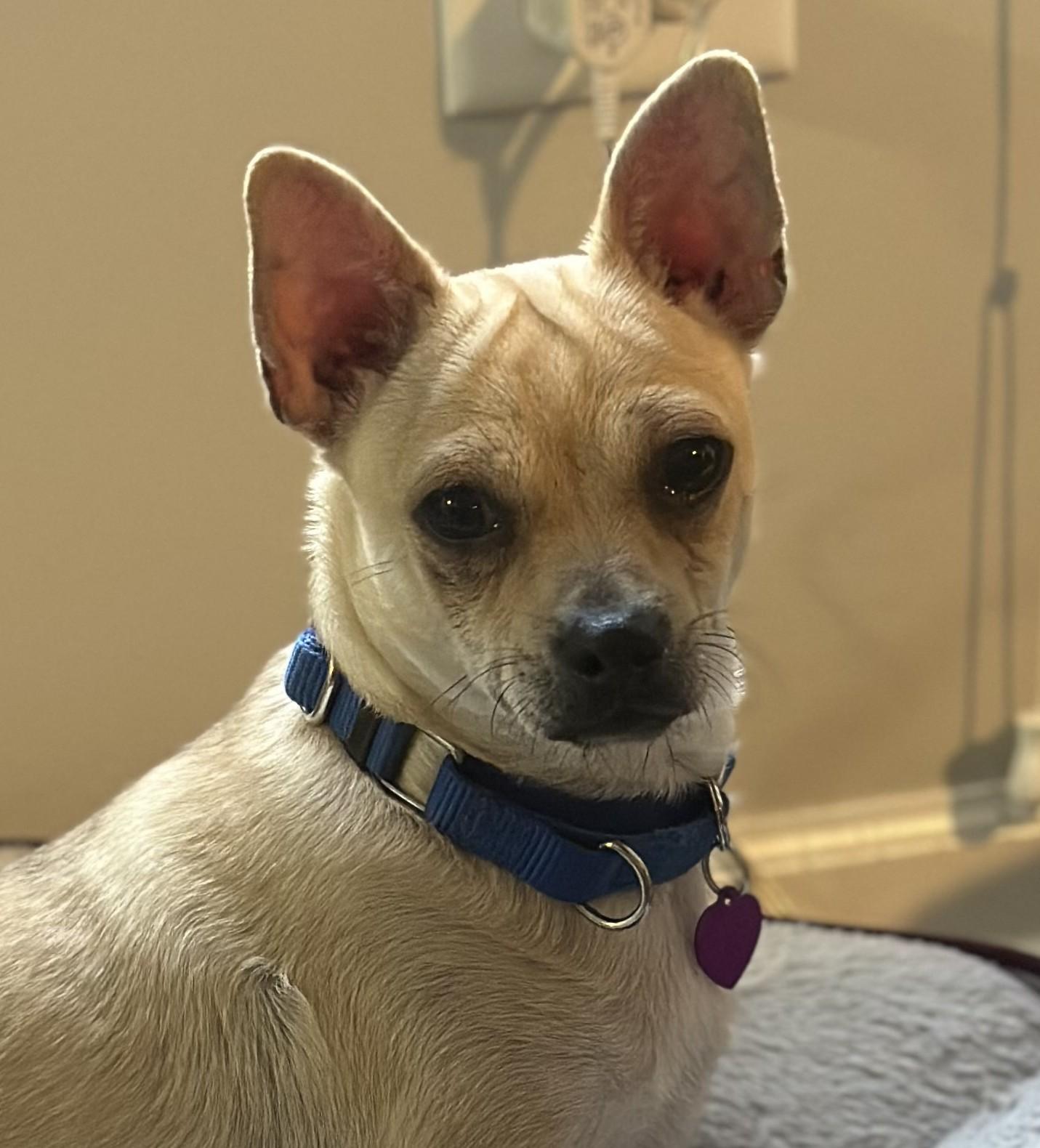 Enlarge Boom, a Adoptable mixed breed in Bartlett, IL image 2/4