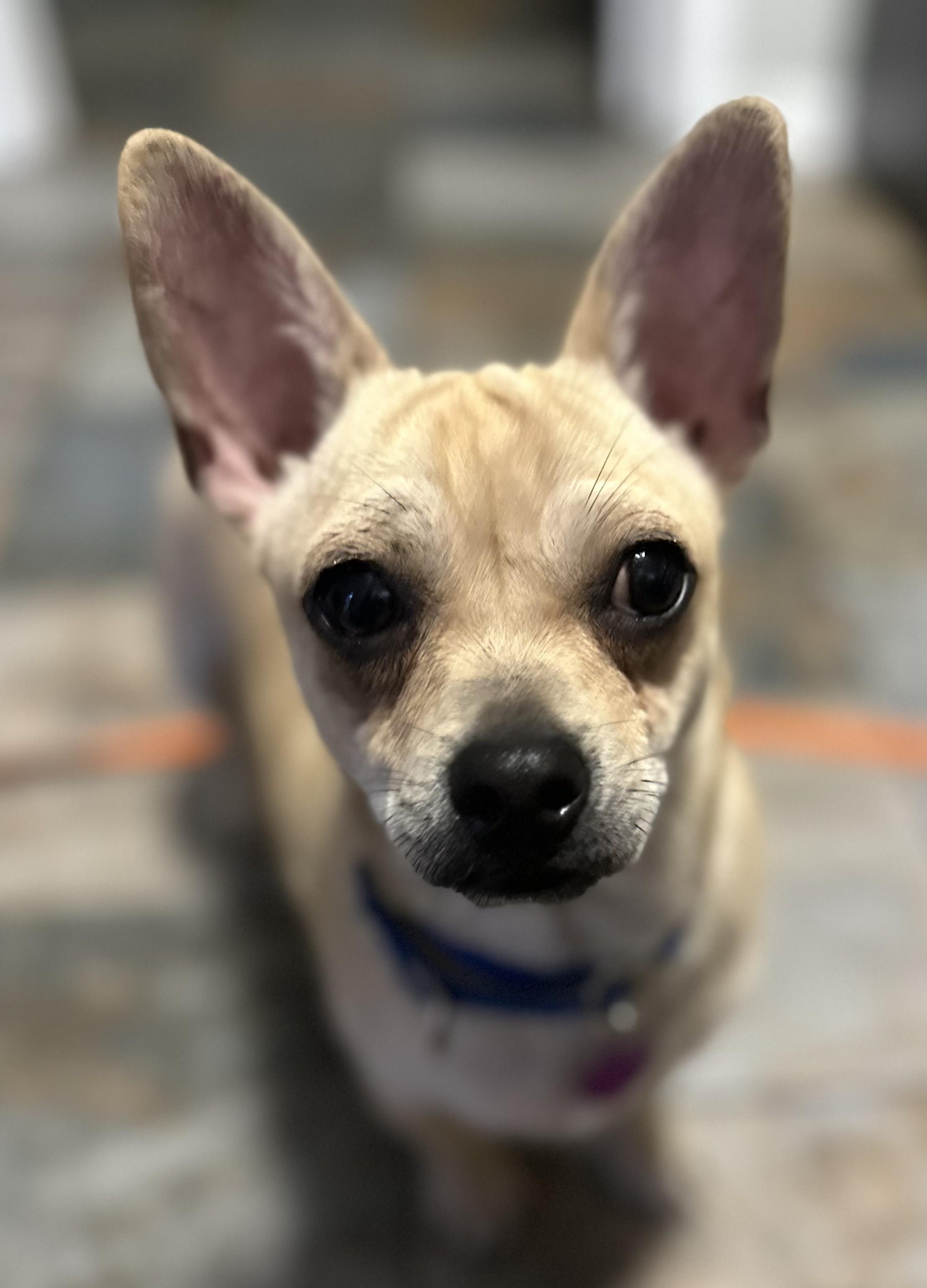 Enlarge Boom, a Adoptable mixed breed in Bartlett, IL image 4/4