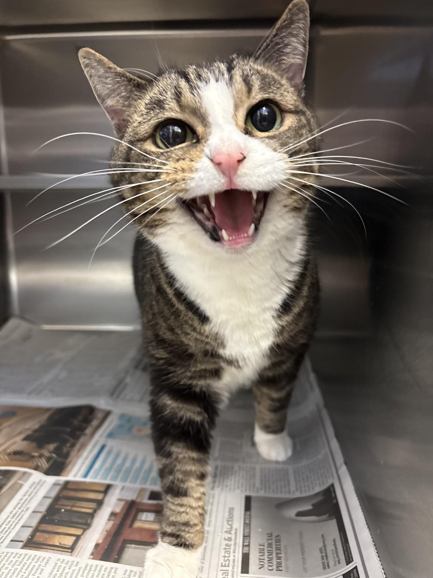 Enlarge Noodles, a ADOPTABLE Domestic Short Hair in Ashland, VA image 1/1