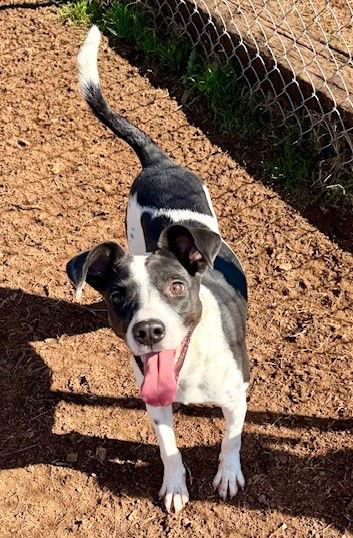 Fifi, Adoptable, Young Female Terrier.