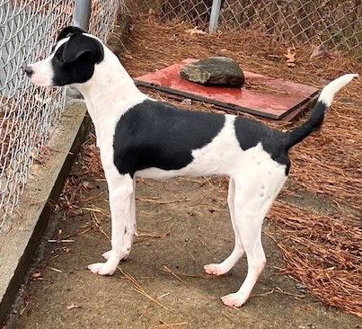 Enlarge Fifi, a Adoptable Terrier in Carrollton, GA image 2/3
