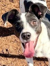 Enlarge Fifi, a Adoptable Terrier in Carrollton, GA image 3/3