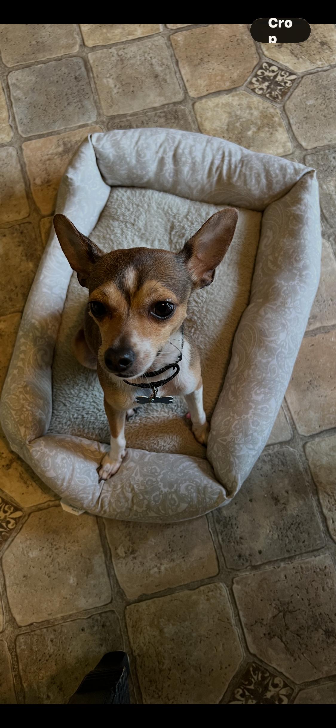 Enlarge Fabio, an adoptable mixed breed in Armada, MI image 6/6