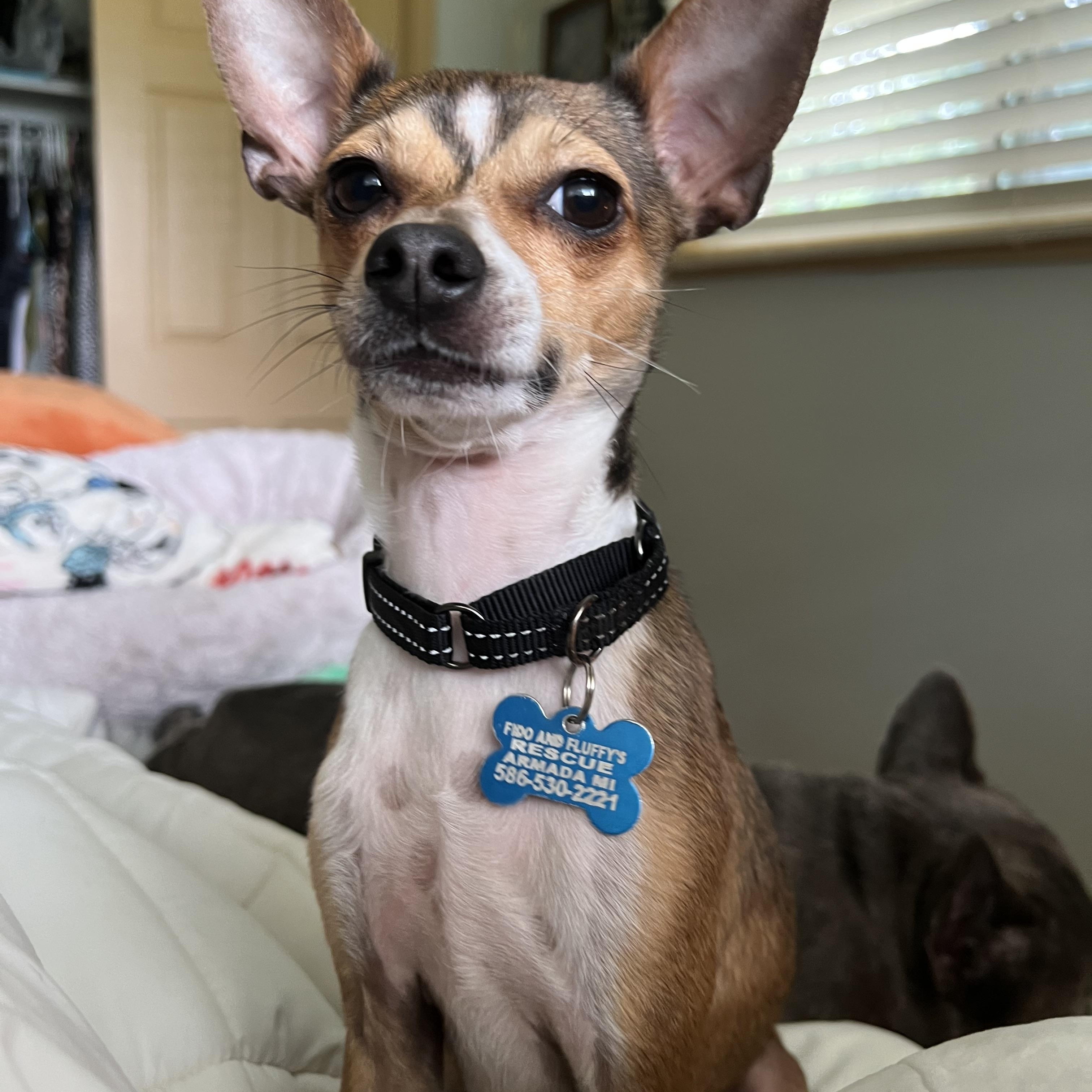 Fabio, adoptable, Adult Male Chihuahua & Toy Fox Terrier.