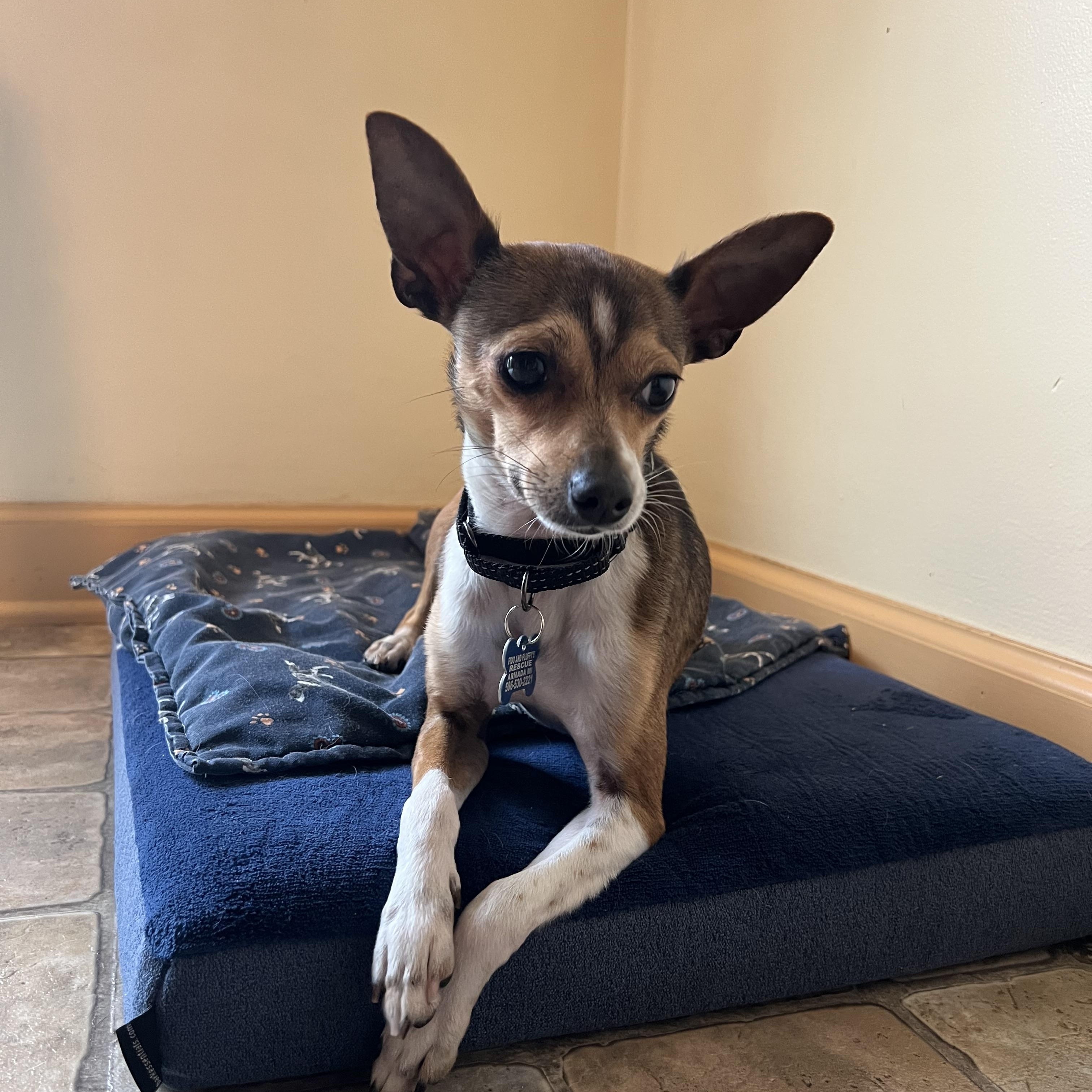 Enlarge Fabio, an adoptable mixed breed in Armada, MI image 5/5