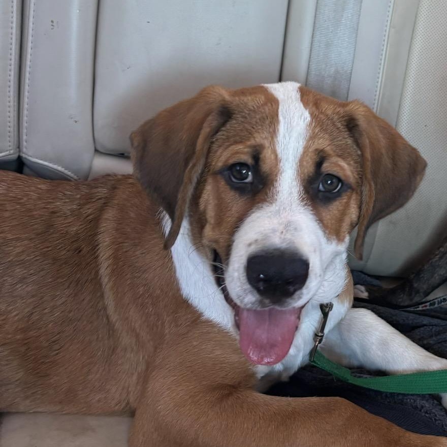 Tucker Duke, a Adopted mixed breed in Fort Lauderdale, FL image 1/4