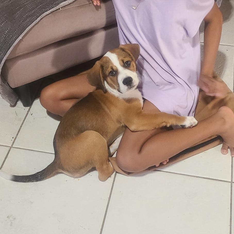 Tucker Duke, a Adopted mixed breed in Fort Lauderdale, FL image 2/4