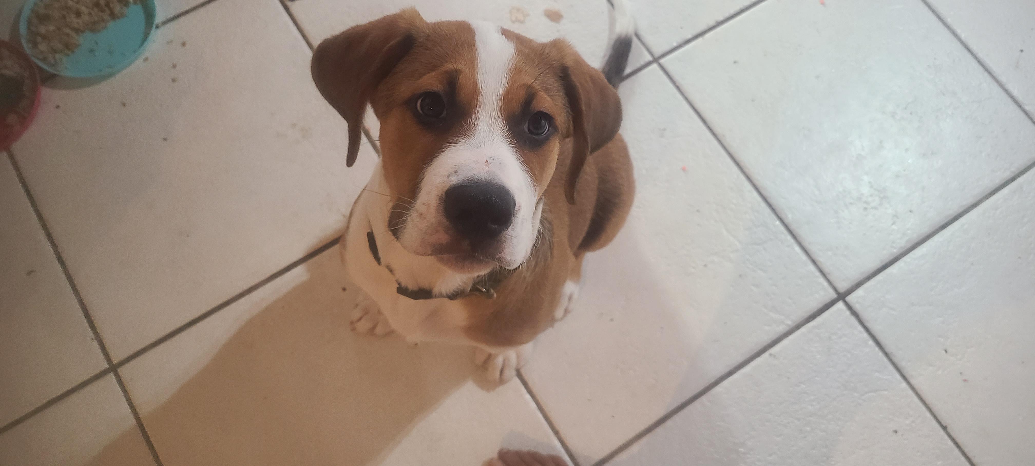 Tucker Duke, a Adopted mixed breed in Fort Lauderdale, FL image 4/4