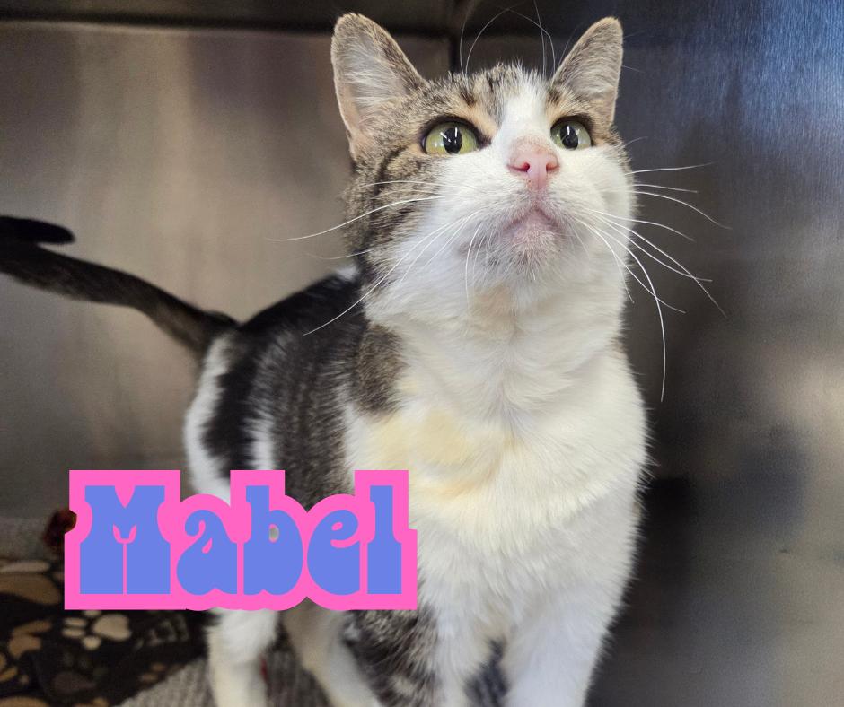 Enlarge Mabel, an adopted Domestic Short Hair in Nevada, IA image 1/1