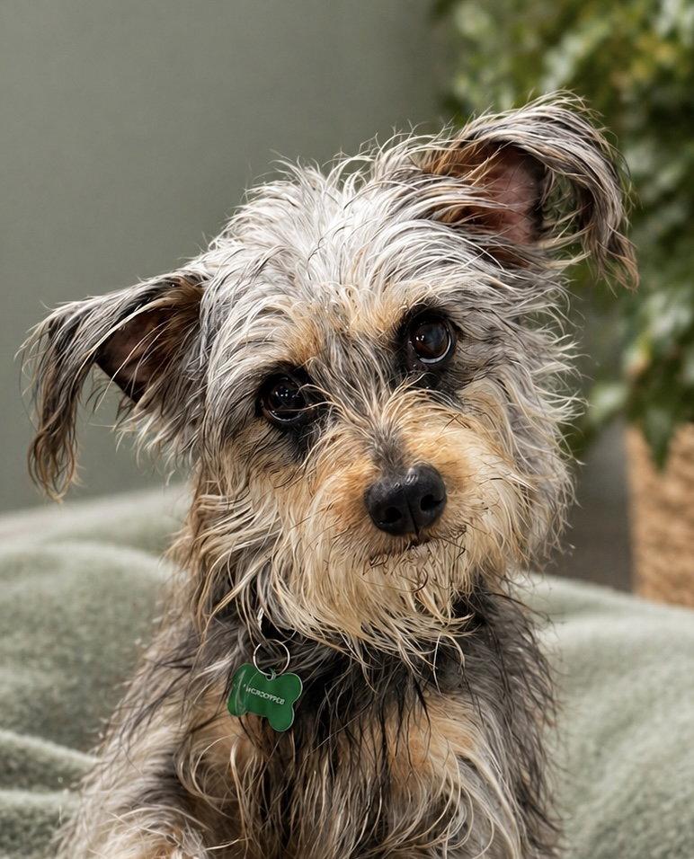 Suki, Adopted, Adult Female Yorkshire Terrier & Poodle.