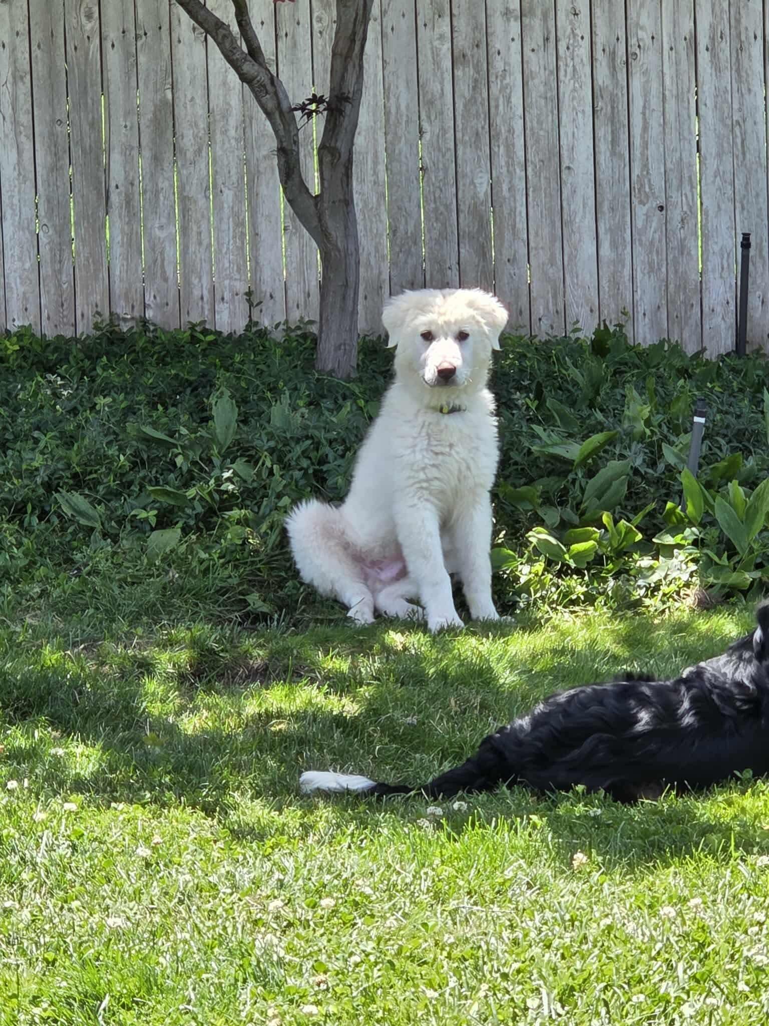 Sonny, Adopted, Puppy Male Great Pyrenees.