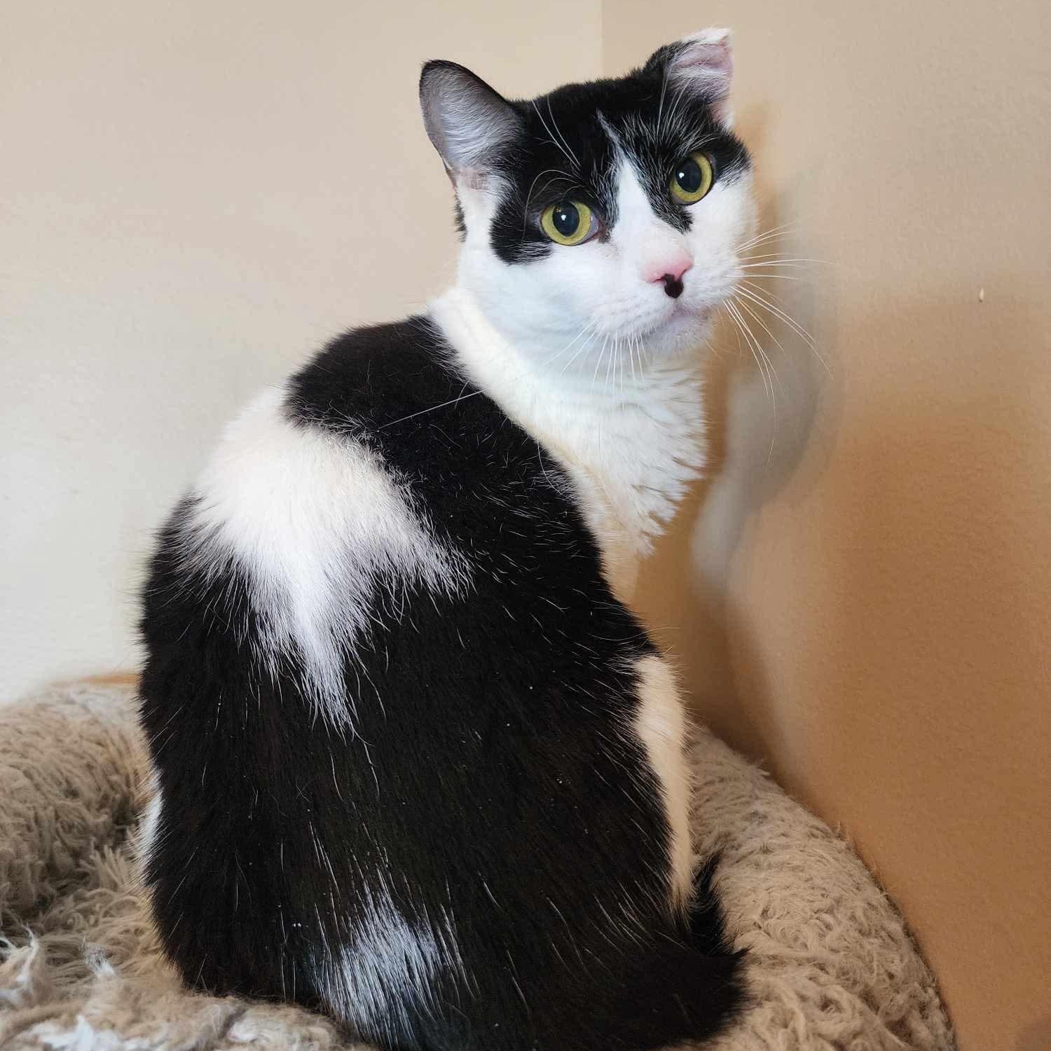 Enlarge Poe, a Adoptable Domestic Short Hair in Greensburg, PA image 2/6