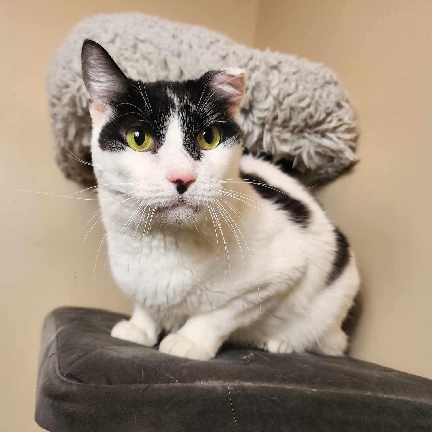 Poe, Adoptable, Senior Male Domestic Short Hair.