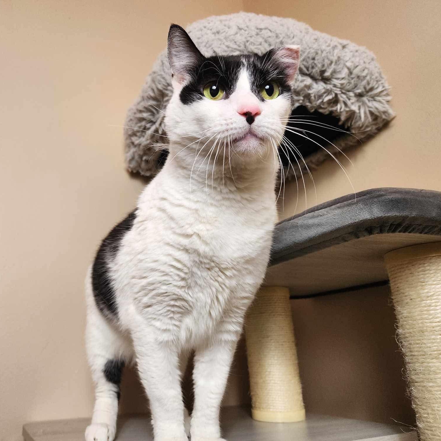 Enlarge Poe, a Adoptable Domestic Short Hair in Greensburg, PA image 4/6