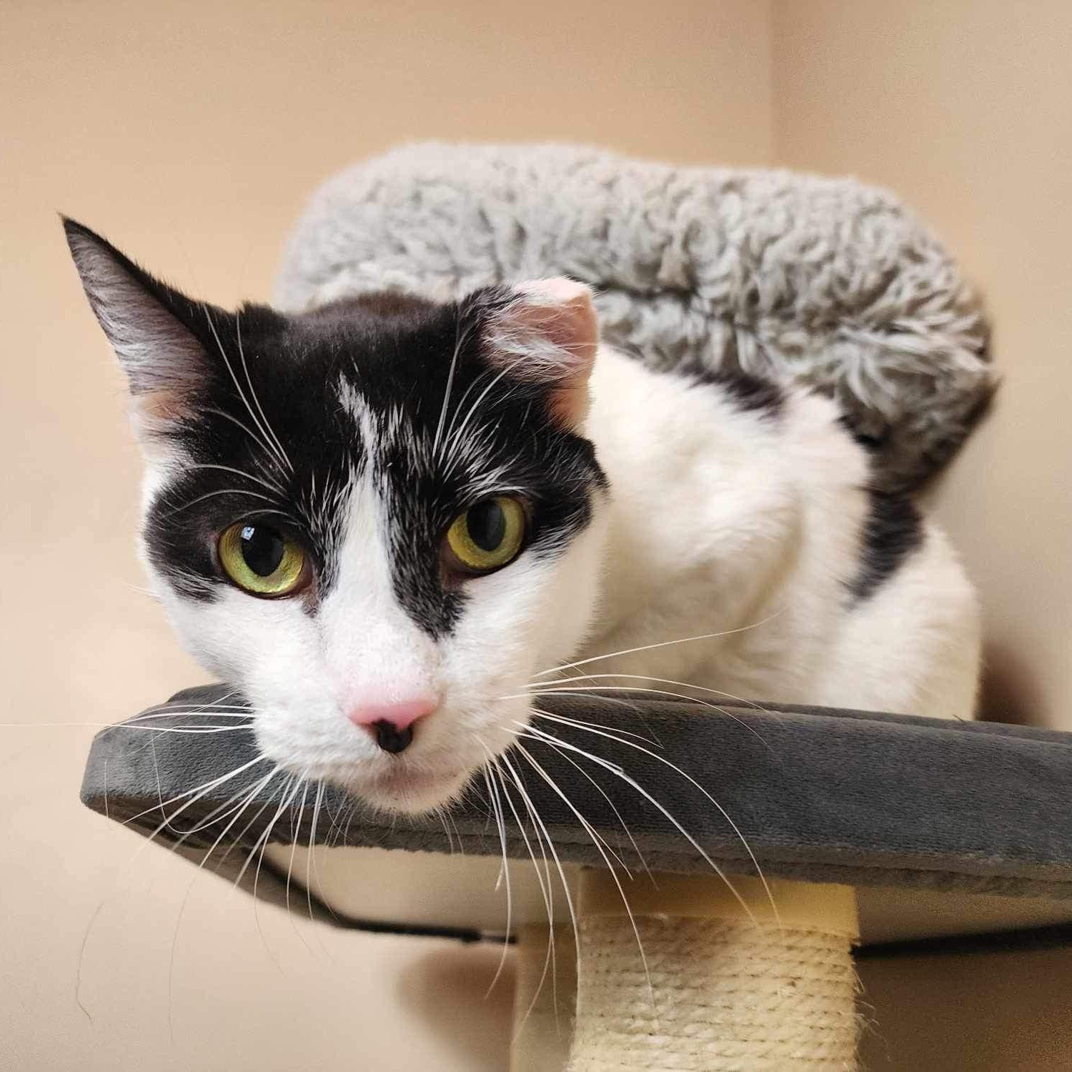 Enlarge Poe, a Adoptable Domestic Short Hair in Greensburg, PA image 5/6