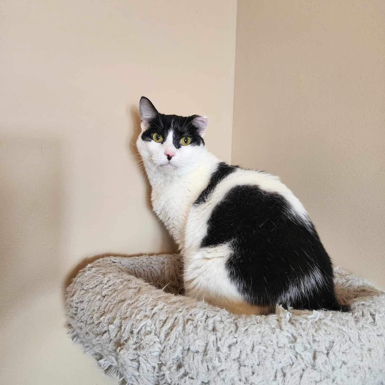 Enlarge Poe, a Adoptable Domestic Short Hair in Greensburg, PA image 3/6