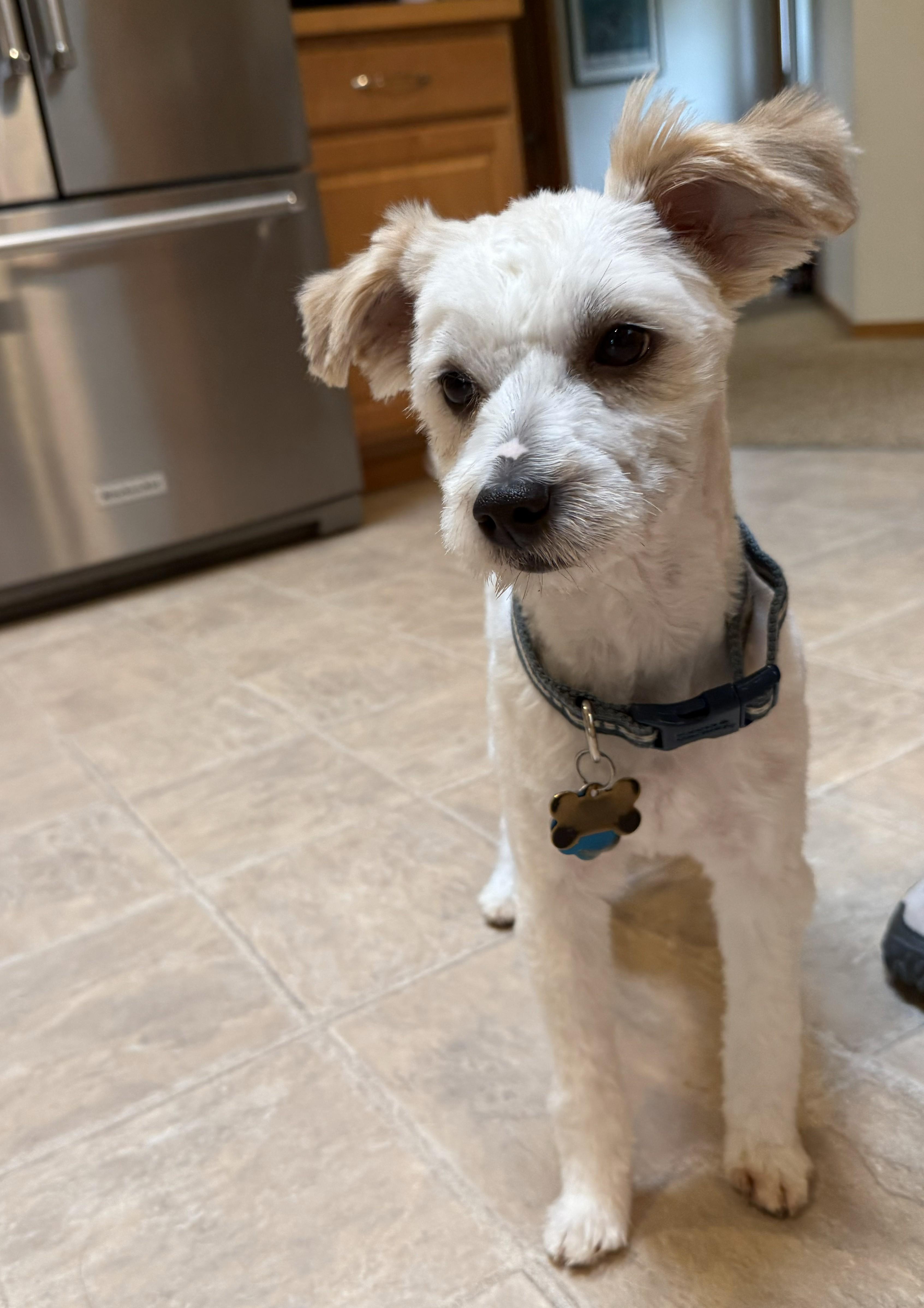 Enlarge Buddy, an adopted mixed breed in Gig Harbor, WA image 2/3