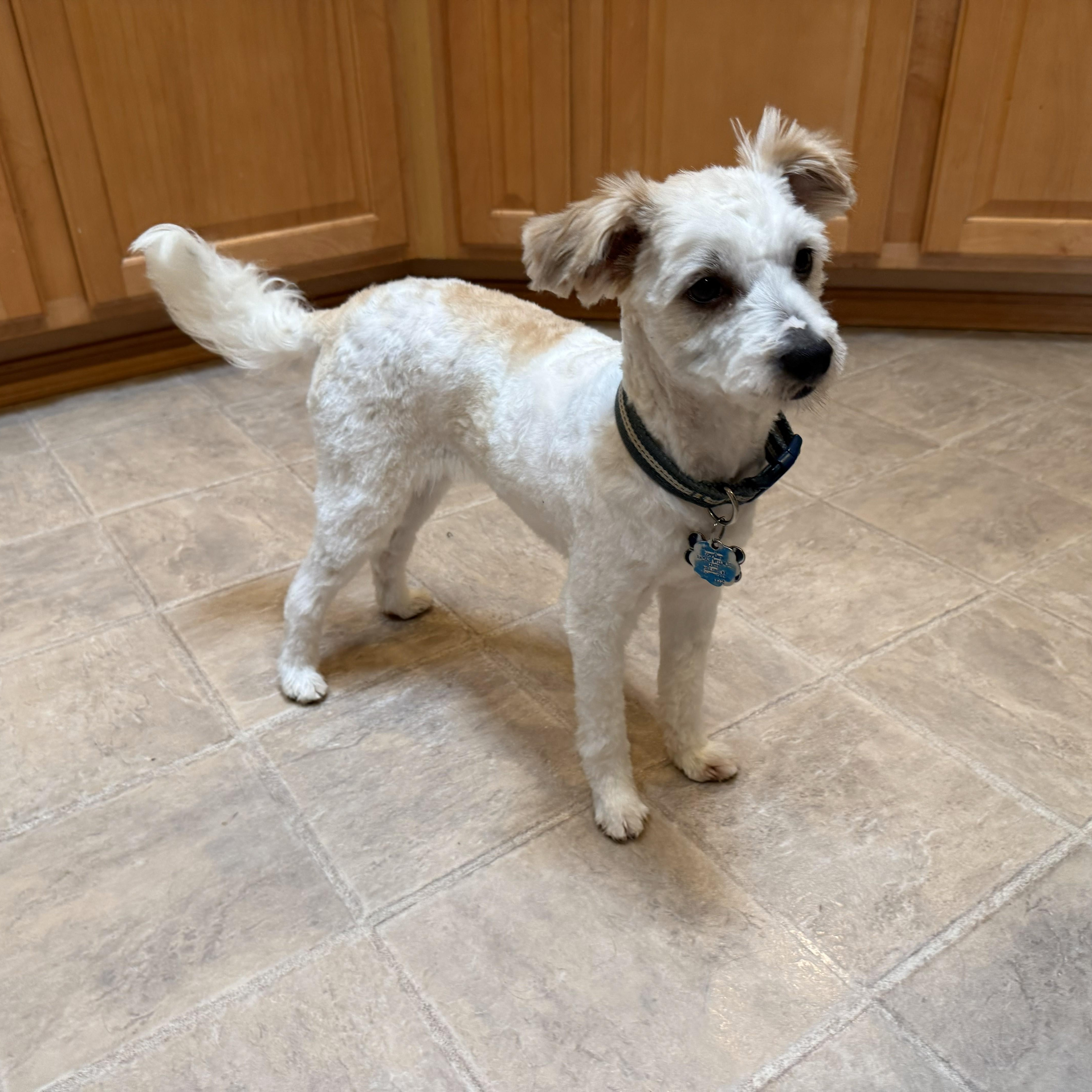 Enlarge Buddy, an adopted mixed breed in Gig Harbor, WA image 1/3