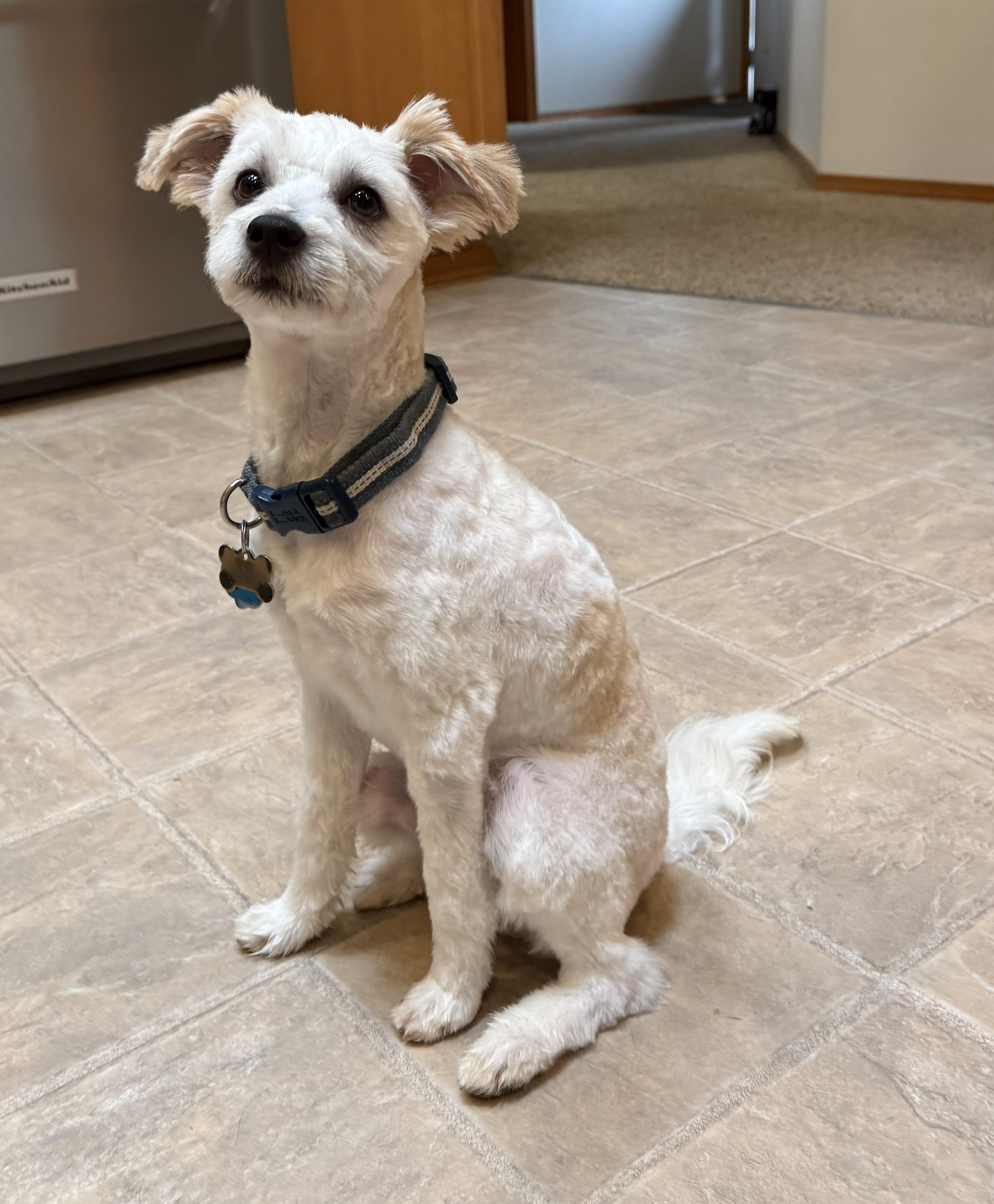 Enlarge Buddy, an adopted mixed breed in Gig Harbor, WA image 3/3