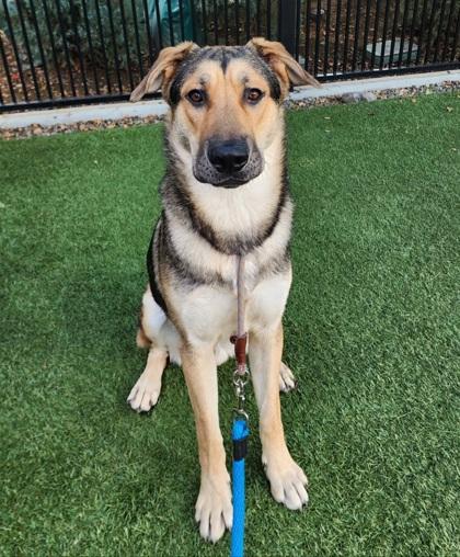 Thor, Adoptable, Young Male German Shepherd Dog & Mixed Breed.
