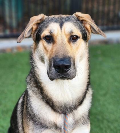 Thor, a Adoptable mixed breed in Roseville, CA image 1/3