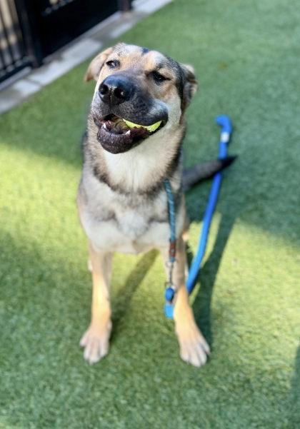 Thor, a Adoptable mixed breed in Roseville, CA image 3/3