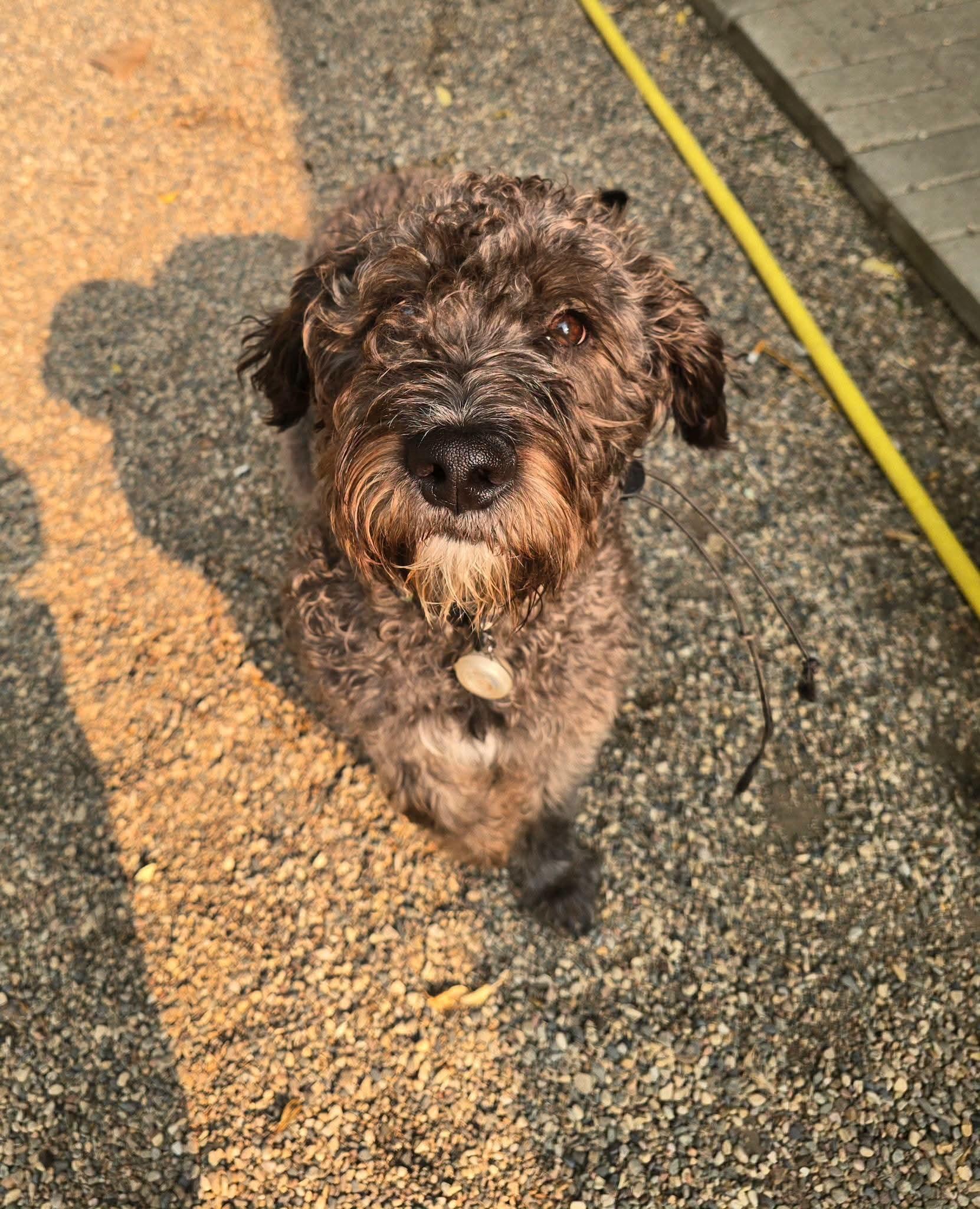 Murfee, ADOPTABLE, Puppy Male Poodle & Labradoodle.