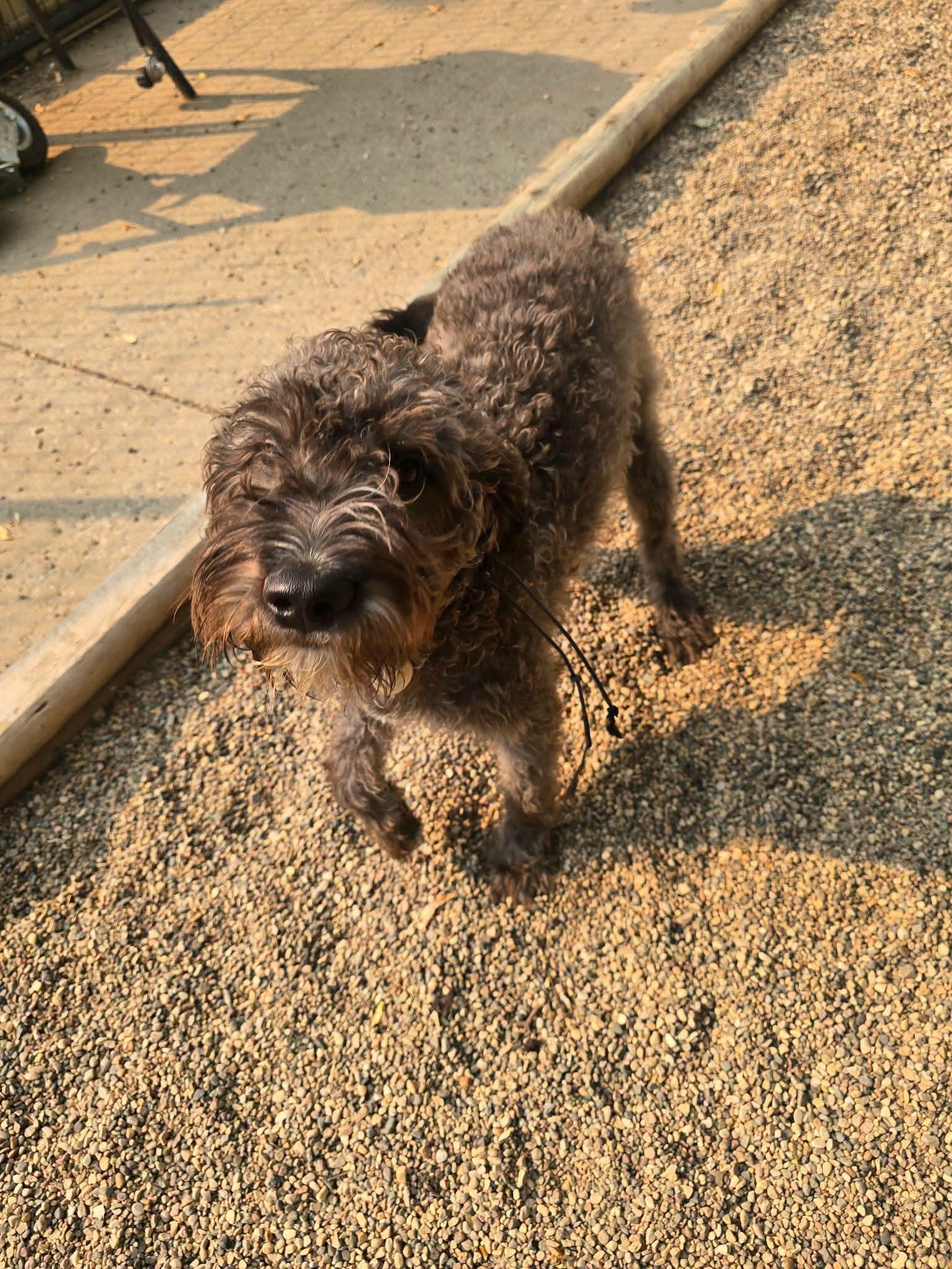 Murfee, a ADOPTABLE mixed breed in Sawyer, ND image 2/2