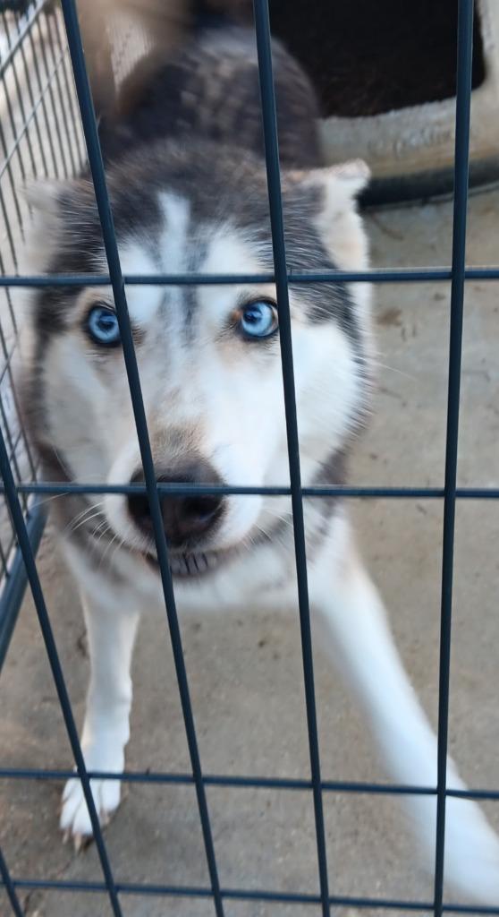 ECHO, Adopted, Adult Female Husky.