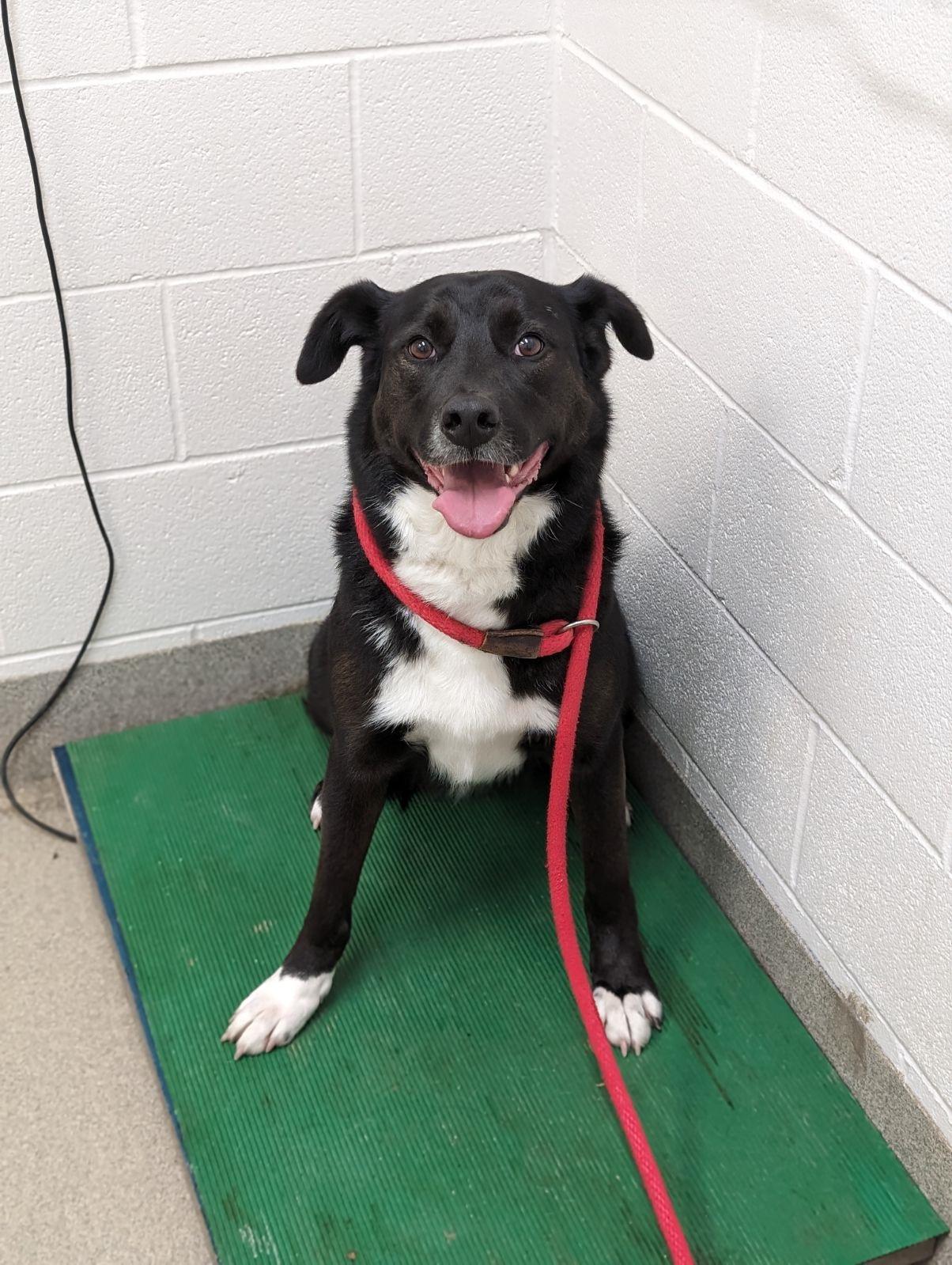Dog for adoption Pollie, a Border Collie & Retriever Mix in Mount