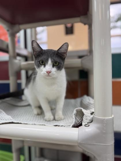 Jessie, Adoptable, Young Female Domestic Short Hair & Domestic Short Hair.