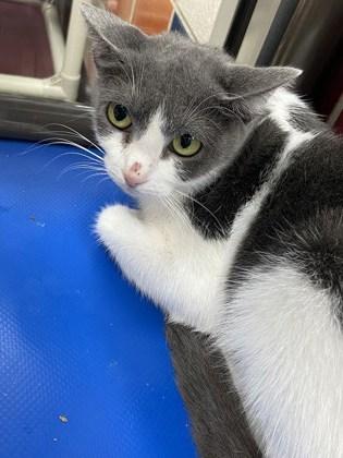 Enlarge Jessie, a Adoptable Domestic Short Hair in Houston, TX image 1/1