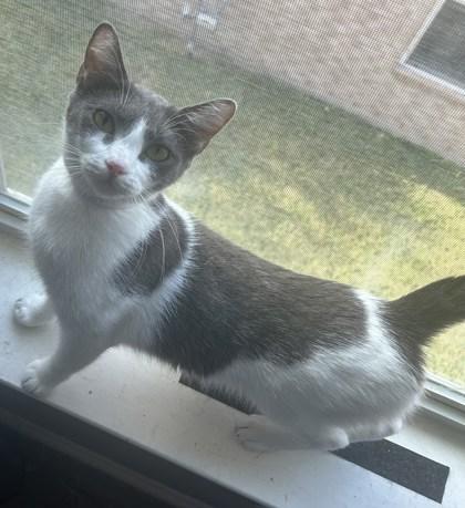 Enlarge Jessie FOSTER, a Adoptable Domestic Short Hair in Houston, TX image 2/3