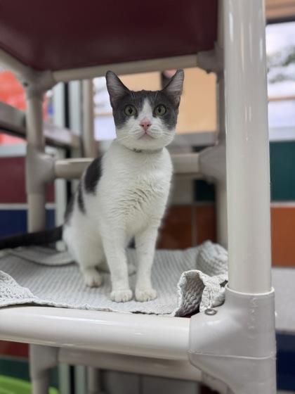 Enlarge Jessie FOSTER, a Adoptable Domestic Short Hair in Houston, TX image 3/3