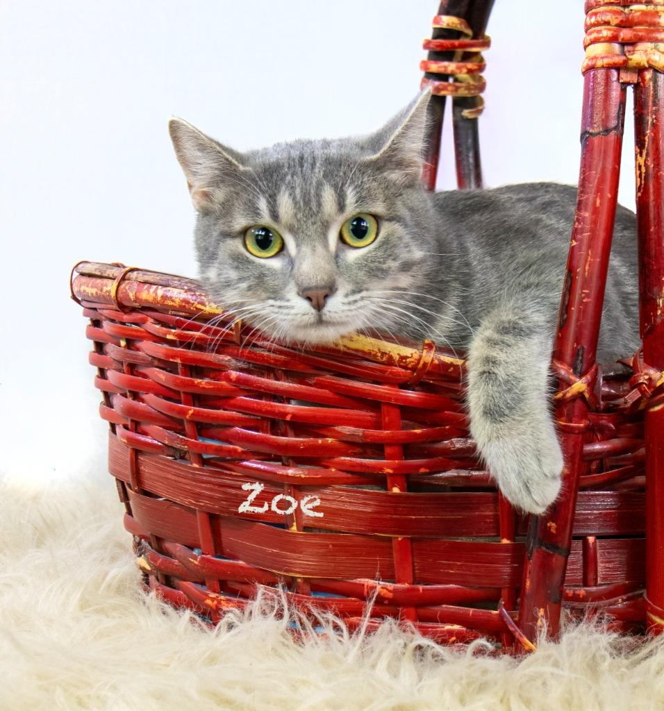 Zoe, Adoptable, Kitten Female Domestic Short Hair.