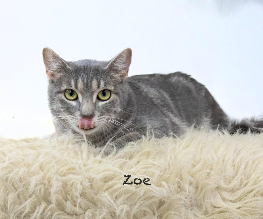 Enlarge Zoe, a Adoptable mixed breed in Hot Springs Village, AR image 2/4