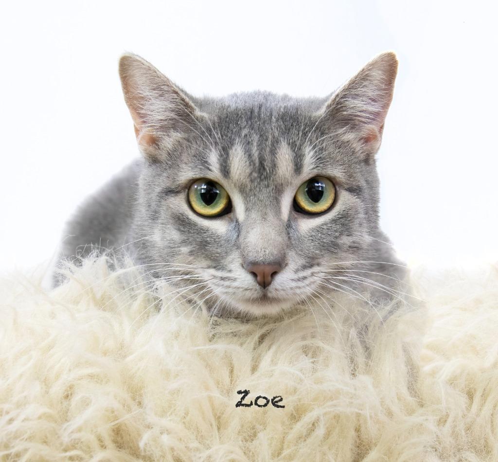 Enlarge Zoe, a Adoptable mixed breed in Hot Springs Village, AR image 3/4