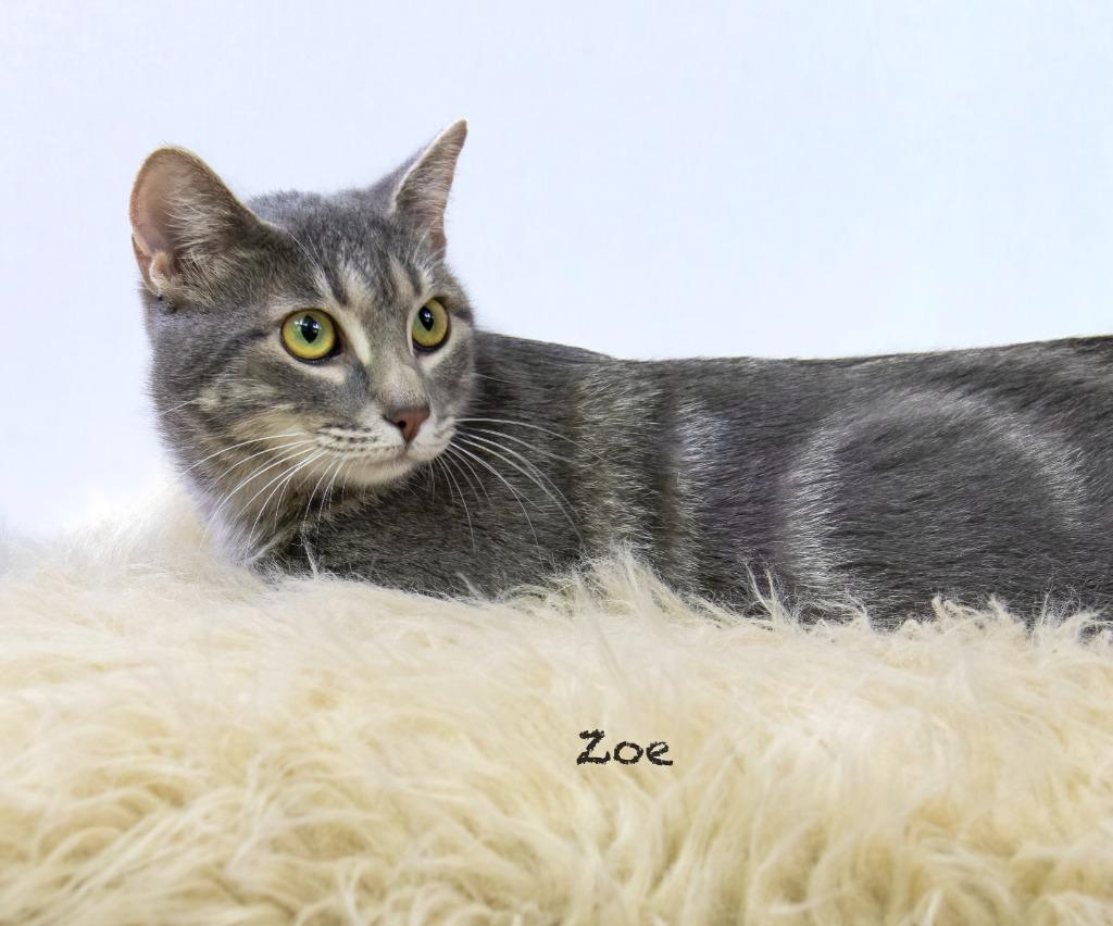 Enlarge Zoe, a Adoptable mixed breed in Hot Springs Village, AR image 4/4