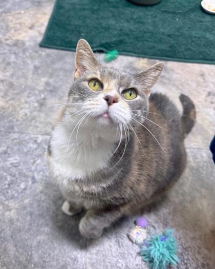 Enlarge Hillary , a ADOPTABLE Domestic Short Hair in Missoula, MT image 1/2